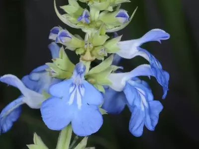Salvia Uliginosa: La Joya Azul del Jardín Austral