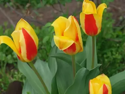 Tulipán Kaufmanniana: La Joya Acuática de tu Jardín