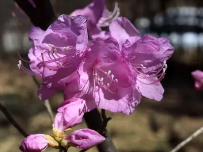 Guía Completa para Multiplicar Azaleas: Semillas, Esquejes y Cuidados Esenciales