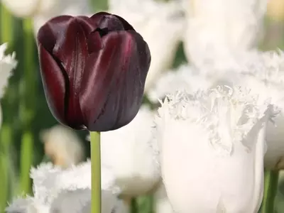 La Majestuosidad Oscura: Descubriendo el Tulipán 'Reina de la Noche'