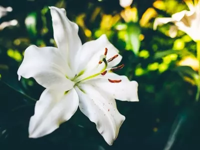 La Majestuosidad del Lirio Blanco: Cultivo, Simbolismo y Aplicaciones