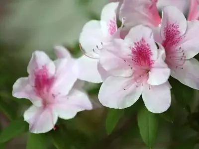 La Azalea: Una Joya Floral para su Jardín