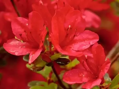 El Arte de Cultivar Azaleas: Guía Completa para un Jardín Vibrante