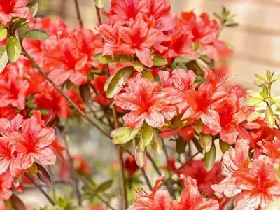 Descubriendo la Diversidad Floral de las Azaleas: Un Mundo de Colores y Formas