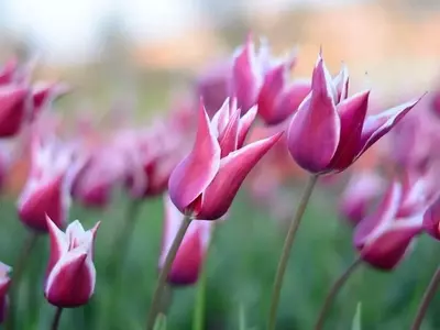 Tulipán China Pink: Elegancia Rosada en Tu Jardín