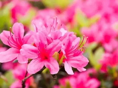Guía Completa para el Cultivo Exitoso de Azaleas en Macetas: Belleza Floral en Cualquier Espacio
