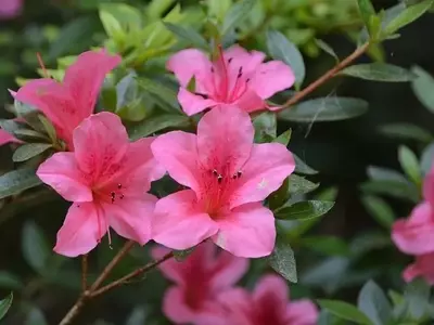La Azalea: Guía Completa para su Cultivo Exitoso