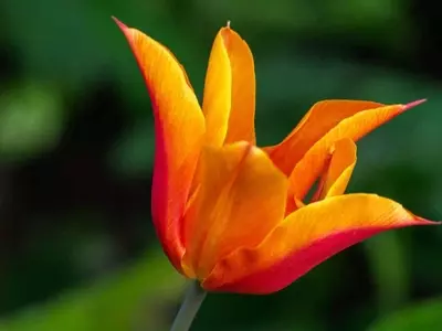 Tulipán 'Ballerina': Una Joya Naranja para tu Jardín