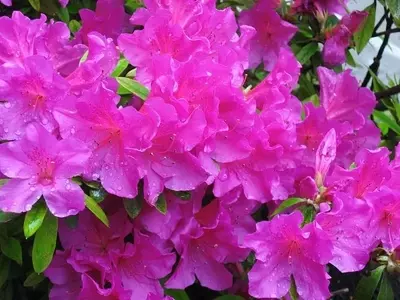 Descubriendo la Azalea Japónica: Una Joya Botánica de Exquisita Belleza y Resistencia