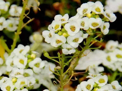 Lobularia maritima: La Joya Versátil del Mediterráneo