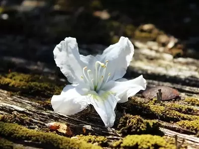 Azaleas: El Encanto Floral de la Sombra en tu Jardín