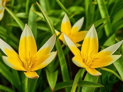 Tulipán Tarda: El Vigor Amarillo que Ilumina su Jardín