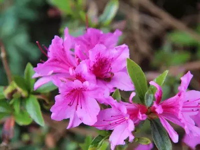 La Azalea: Claves para su Ubicación Ideal y Cuidado Óptimo