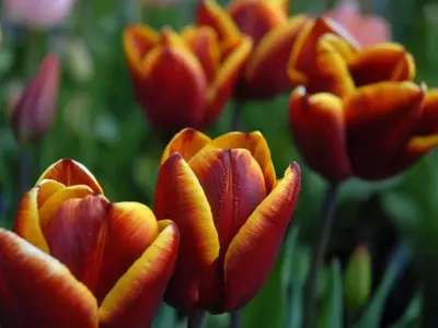 El Enigmático Tulipán Abu Hassan: Una Llama Viva en Tu Jardín