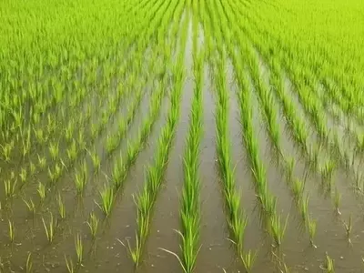 La Producción de Arroz en España en Peligro por Restricciones Fitosanitarias