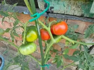 Prevención y Tratamiento de Grietas en Tomates: El Rol Clave del Calcio y la Glicerina