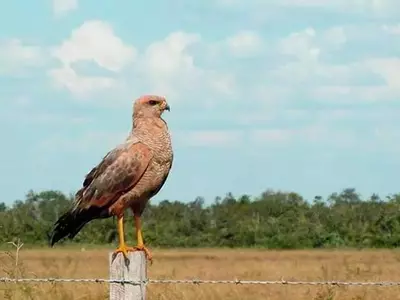 La Deforestación Tropical en Colombia Causa un Impacto Subestimado en la Biodiversidad Aviar, Revela un Estudio Pionero