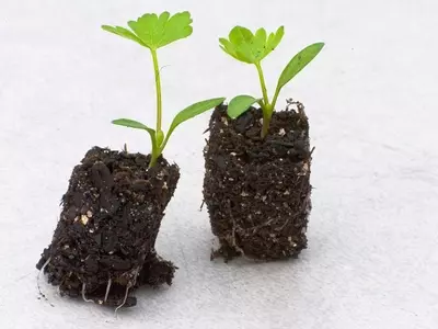 El Arte del Trasplante: Cuándo y Por Qué Mover Tus Plantas de Exterior