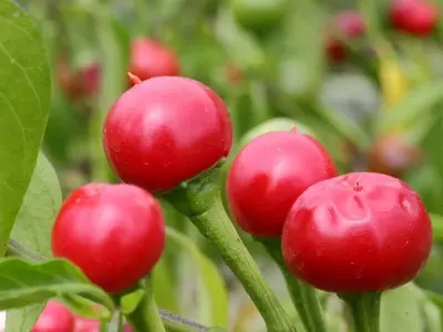 Cultivo de Chile Cherry Bomb: Guía Detallada para el Hogar