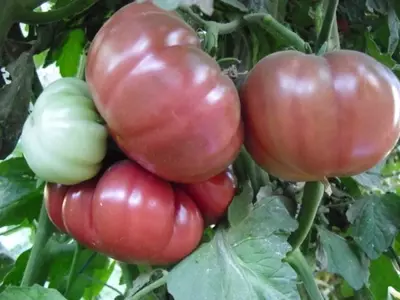 Descubriendo el Tomate Tres Cantos: Una Joya Española en tu Huerto