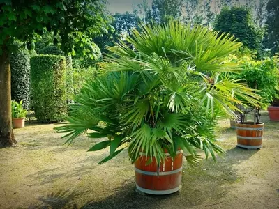 Cultivo Exitoso de Palmeras en Macetas: Guía Completa de Cuidados y Especies Recomendadas