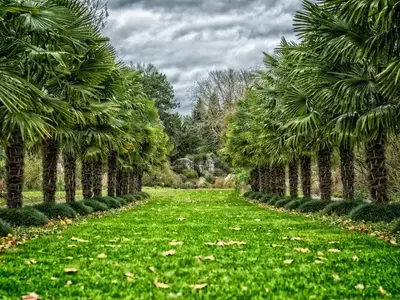 Guía Definitiva para Seleccionar y Cuidar Palmeras Naturales de Exterior