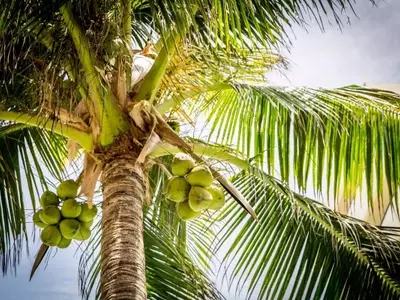 Guía Definitiva para la Poda de Palmeras: Selección y Uso de Herramientas Esenciales
