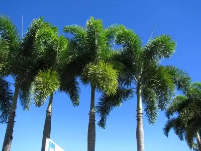 Descubriendo la Palmera Cola de Zorro: Elegancia y Cuidado Tropical