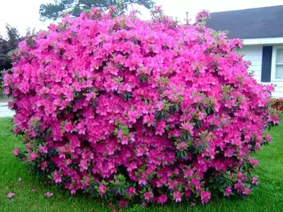 Azaleas: Flores Vibrantes y su Cultivo Exitoso