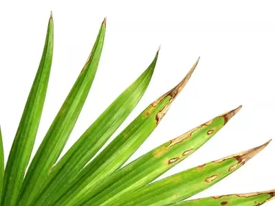 Las Palmeras: Un Análisis Profundo de las Puntas Secas y Estrategias de Mantenimiento