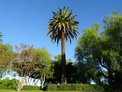Las Palmeras Más Populares Cultivadas en España