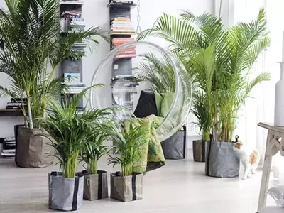Embellezca su Hogar: Las Mejores Palmeras de Interior para un Ambiente Exuberante
