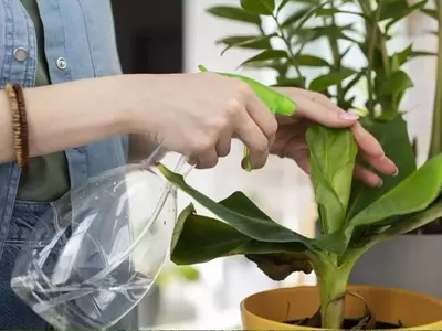 El Vinagre en el Jardín: Beneficios y Precauciones para tus Plantas