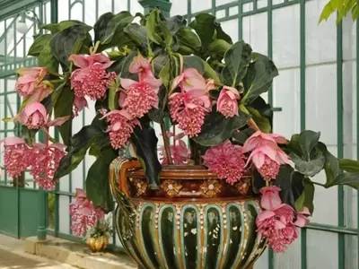 Flores Exuberantes: Embelleciendo Interiores con Plantas de Gran Floración