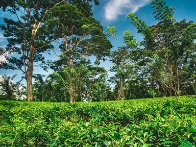 Las Plantaciones Forestales: Un Eje Esencial para la Sostenibilidad Ambiental y Económica