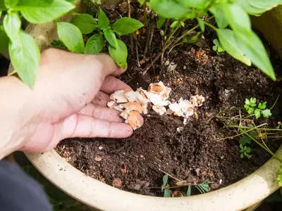 Potenciando tu Jardín: Fertilizantes Caseros con Cáscaras de Fruta