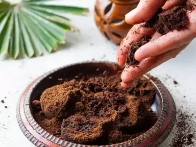 El Secreto Oculto del Café: Cómo Transformar los Posos en Elixir para tus Plantas de Interior