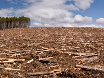 La Crisis Global de la Deforestación: Impactos y Estrategias de Conservación