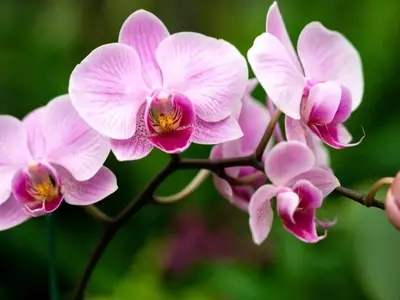 La Fascinante Orquídea Mariposa: Un Vistazo Profundo a sus Atributos y Cuidado