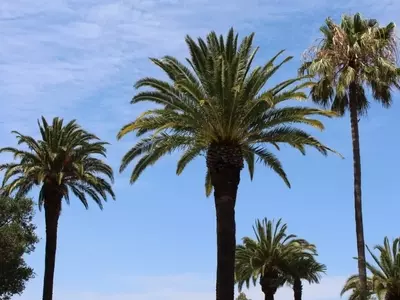 Palmeras vs. Árboles: Desentrañando Sus Diferencias Botánicas Esenciales
