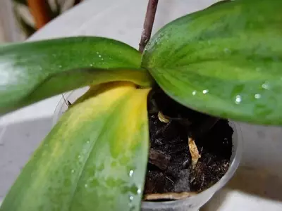 Diagnóstico y Tratamiento de Orquídeas Enfermas: Una Guía Completa
