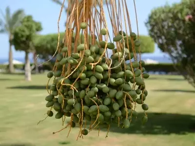 El Tesoro Escondido de las Palmeras: Frutos Comestibles y sus Maravillas Nutricionales