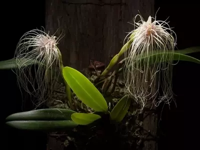 La Orquídea Medusa: Una Joya Exótica con un Aroma Peculiar