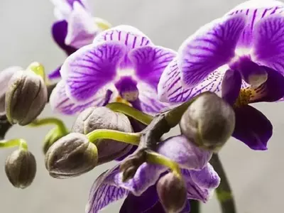 Secretos para una Floración Constante de Orquídeas