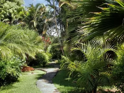 Palmeras Resistentes para Jardines Tropicales en España: Una Guía Esencial