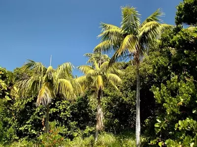 Guía Definitiva para el Cultivo Exitoso de la Palma Kentia en Ambientes Exteriores
