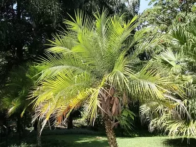 Descubriendo la Versatilidad de las Palmeras de Bajo Crecimiento para Jardines y Hogares