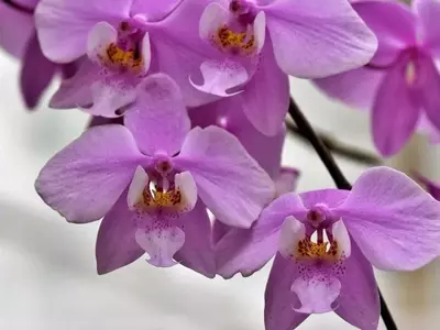 Revitaliza tus Orquídeas: Guía Completa de Cuidado y Fertilizante Casero