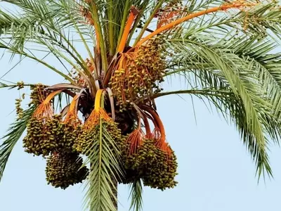 Técnicas de Propagación de Palmeras: Semillas y Esquejes
