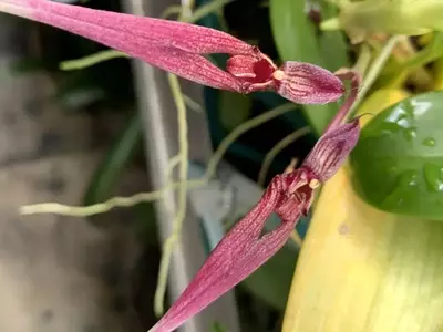La fascinante Bulbophyllum biflorum: una orquídea de singular belleza y exigentes cuidados